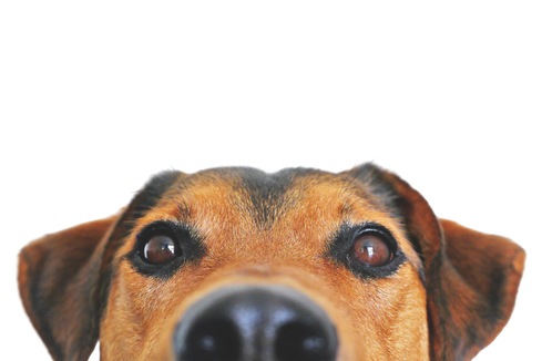 cute pup looking at you