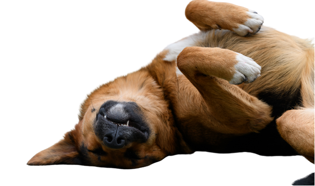 Dog lying on its back in a Sacramento park